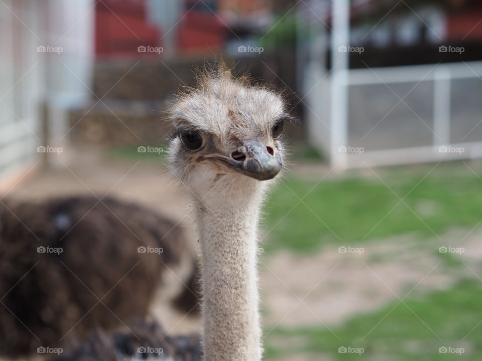 ostrich