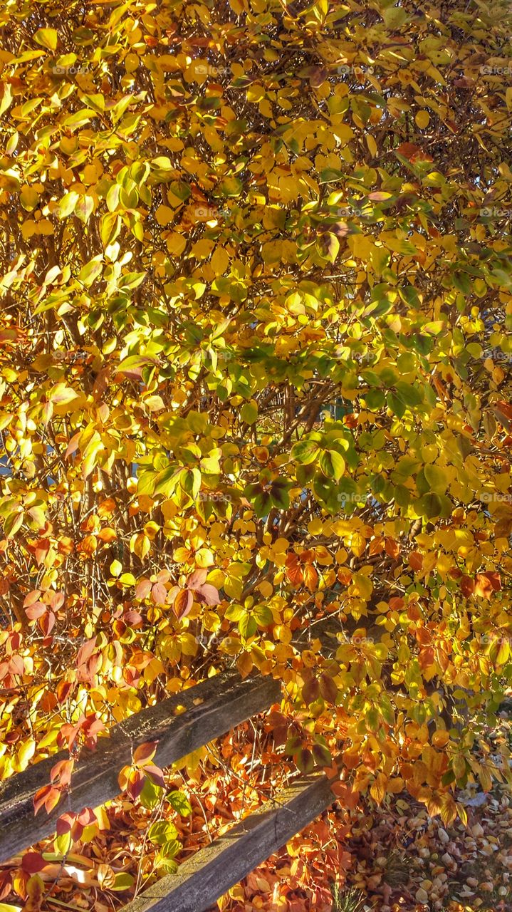 Yellow Leaves