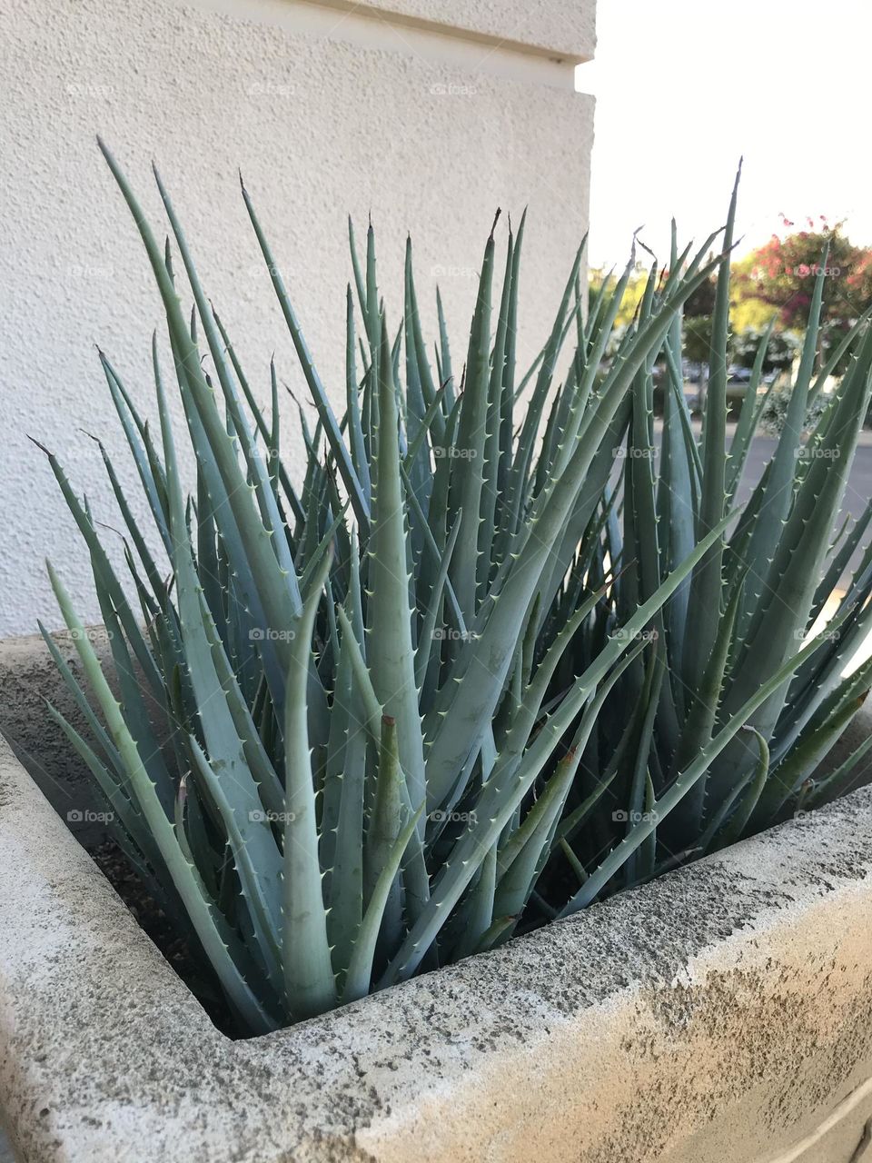 A portrait of aloe vera plants at church. This serves as a good source of healthy commodities for our bodies.