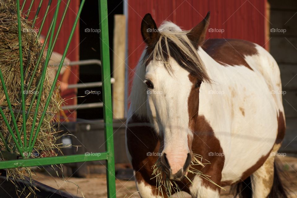 A horse standing by a hay feeder in front of an open barn