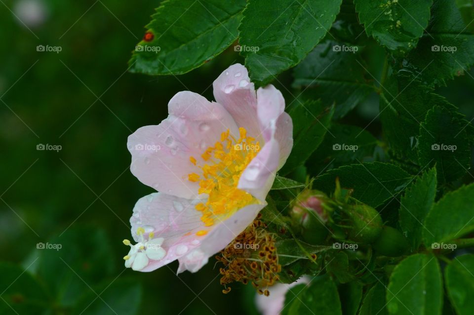 Rosehip flower with rain drops