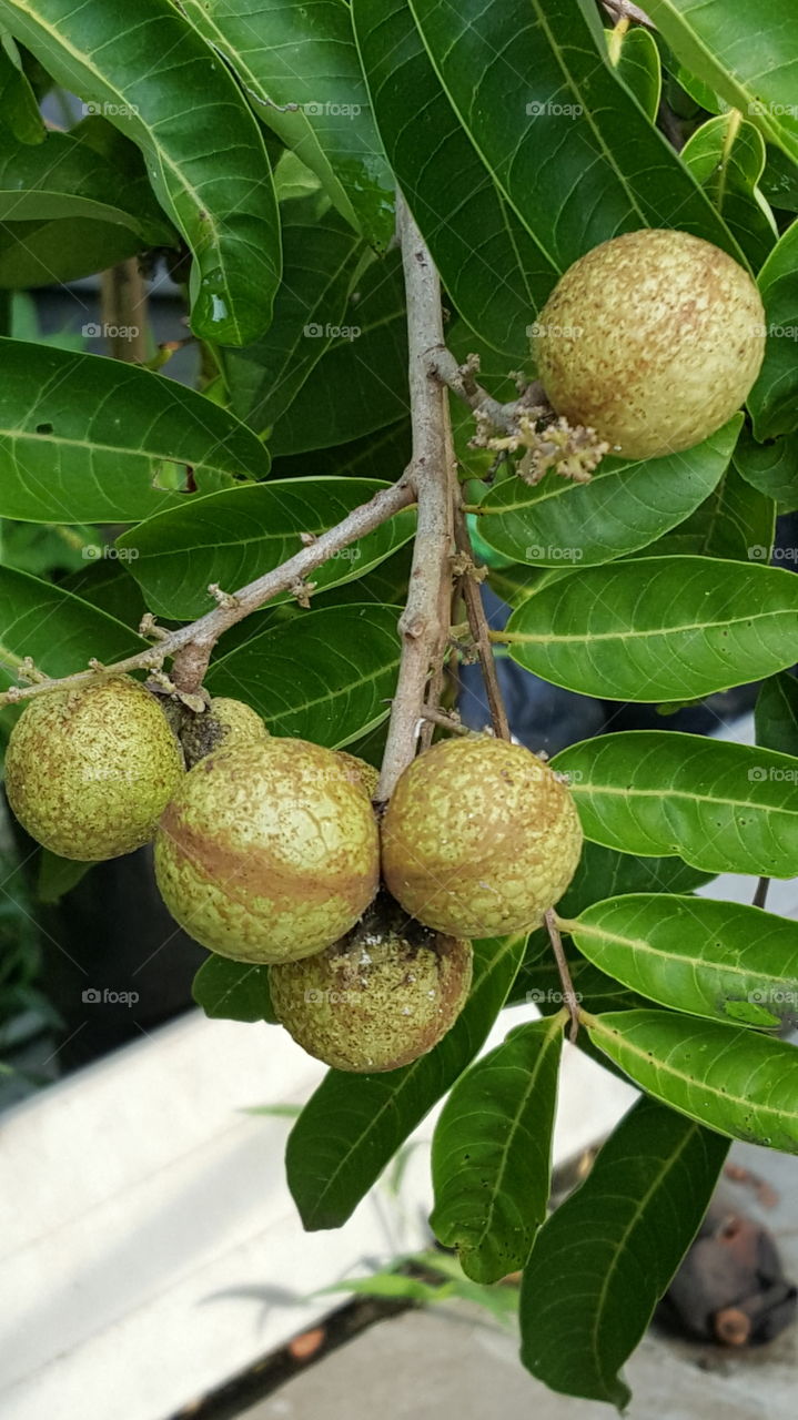 longan fruite tree