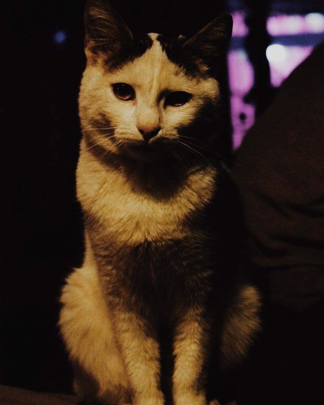 Cat