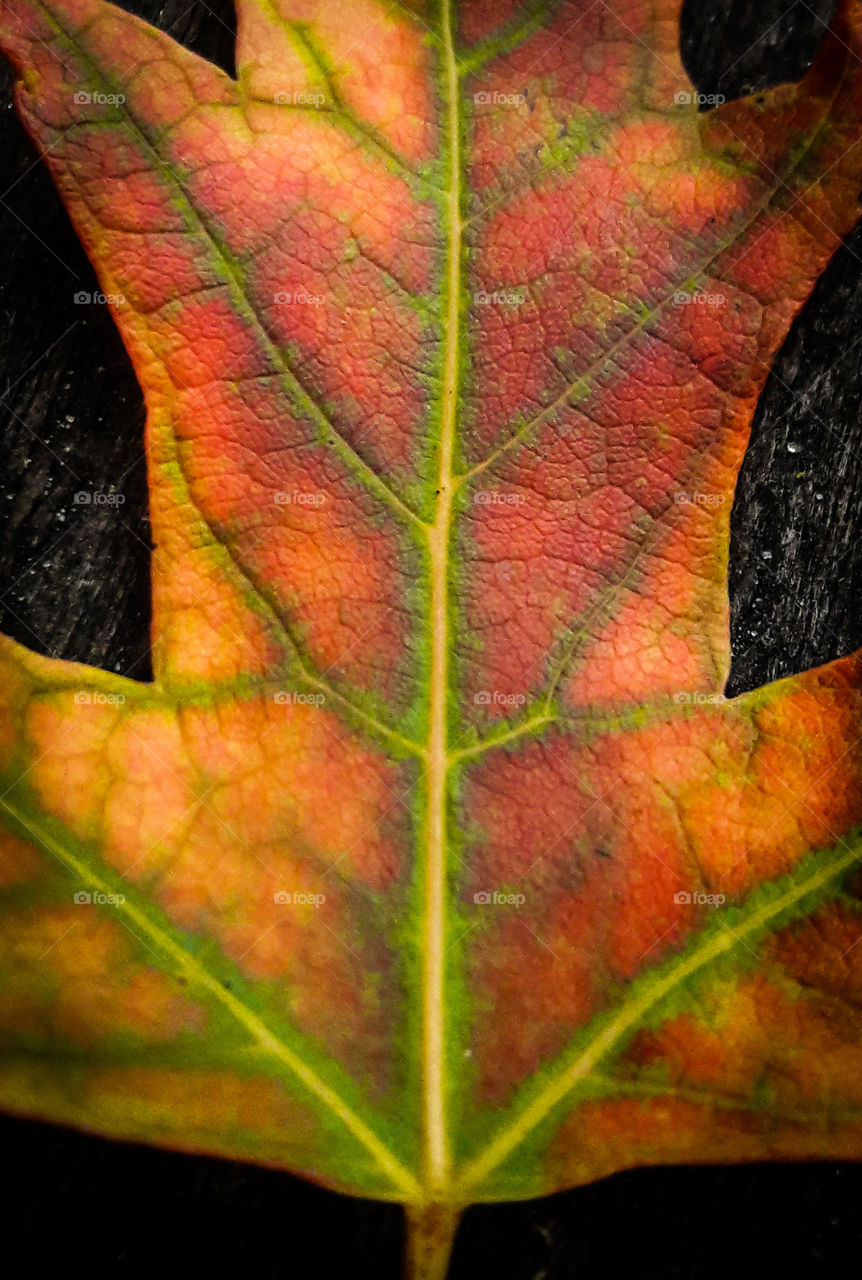 Colors clash, in this close up, of a vibrant Maple Leaf.