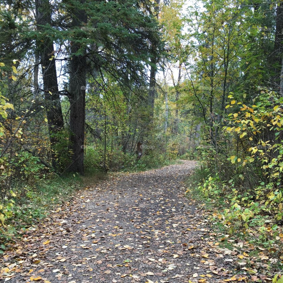 Peaceful running path in forest