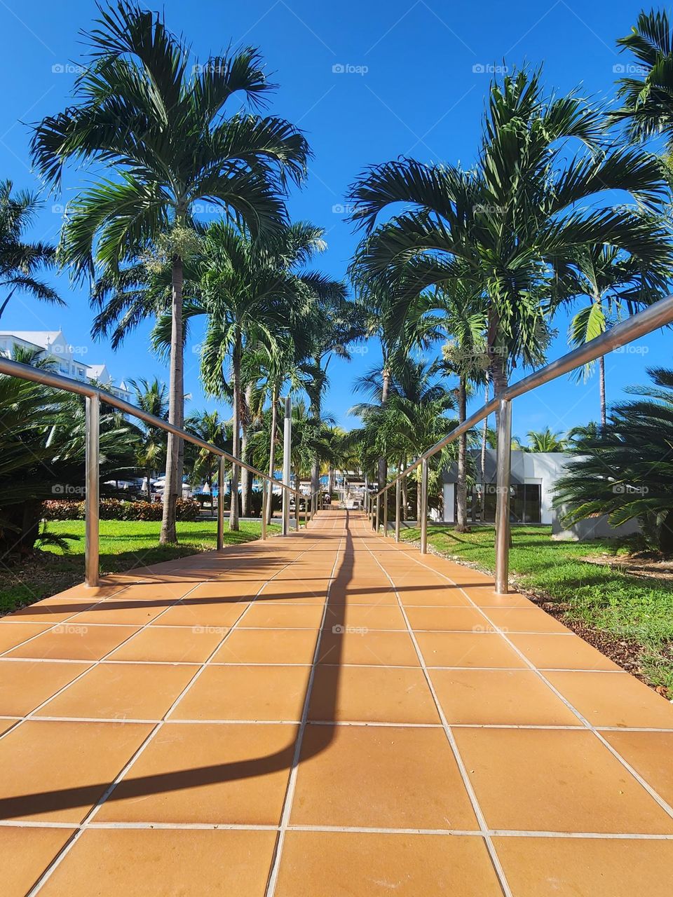 paved path way lined with palms