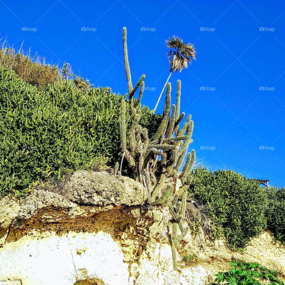 Hermoso cactus Gtmo. Cuba.