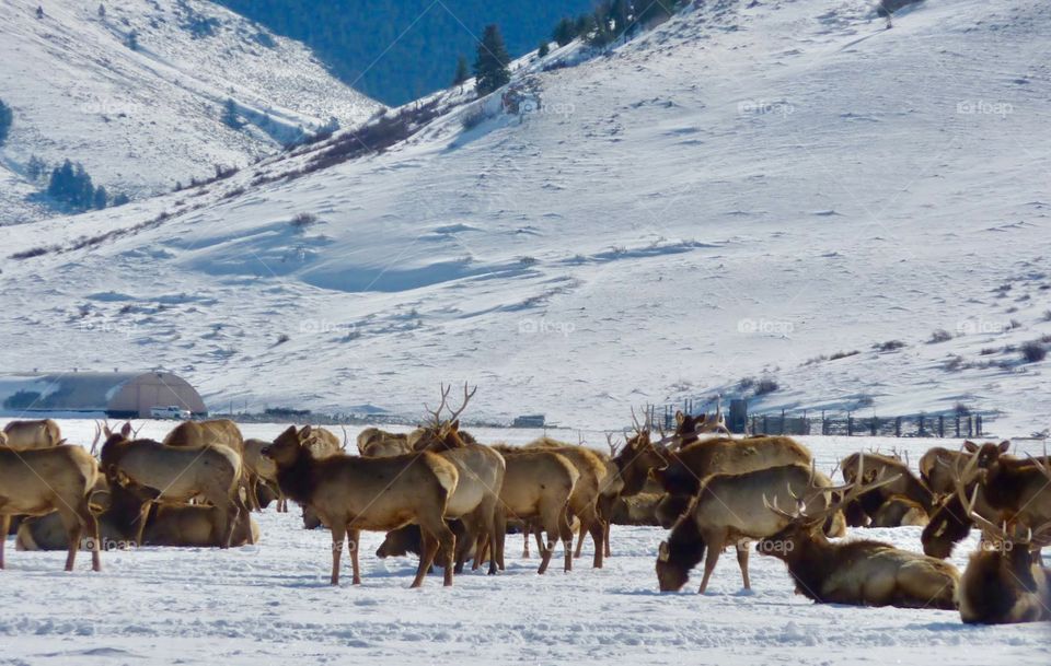 Elk Refuge in Jackson Hole, WY