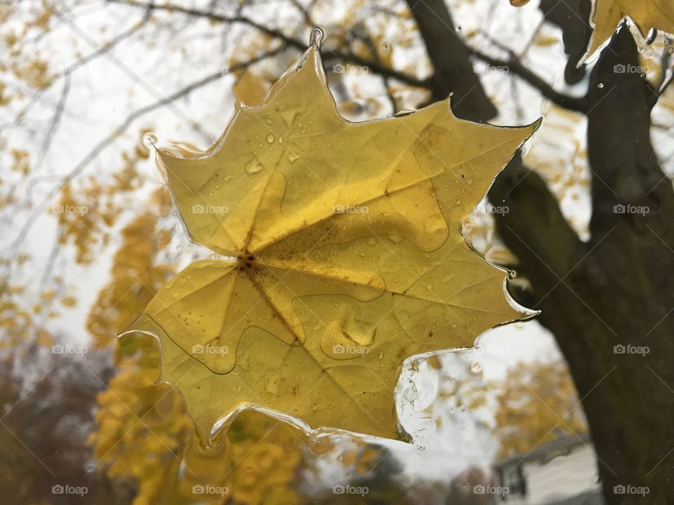 Wet leaves on the windshield