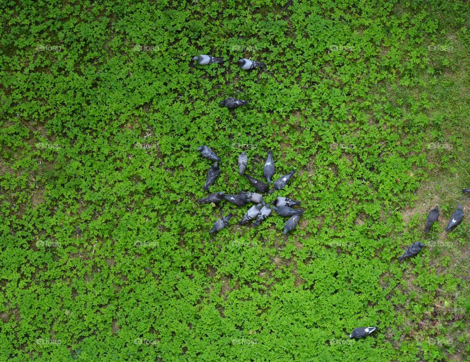 birds doves on the green grass background top view, spring and summer time, minimalistic lifestyle