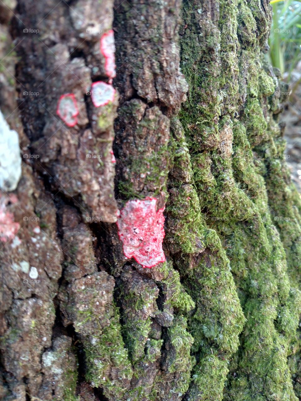 Growth Opportunities