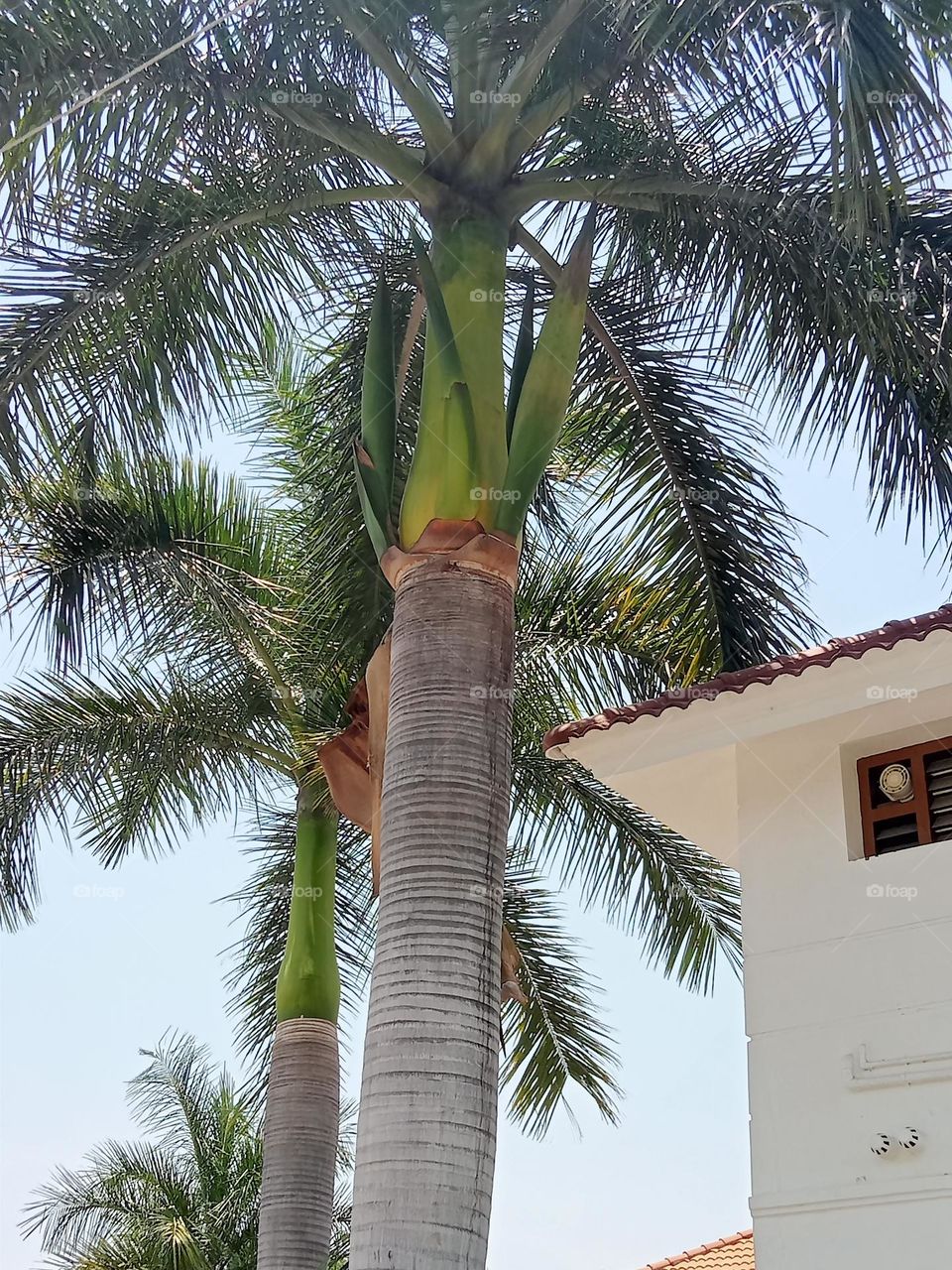 ravarma beautiful tree