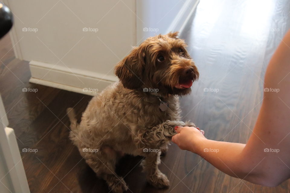 Dog shaking hands