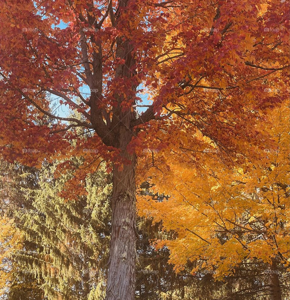 Upstate NY in the fall