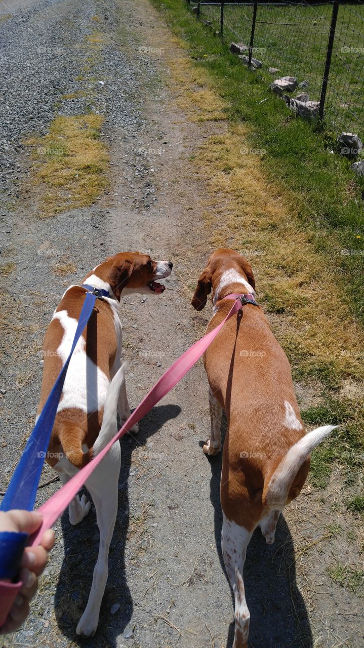 Nothing like a lazy walk on the weekend! On chore strike.