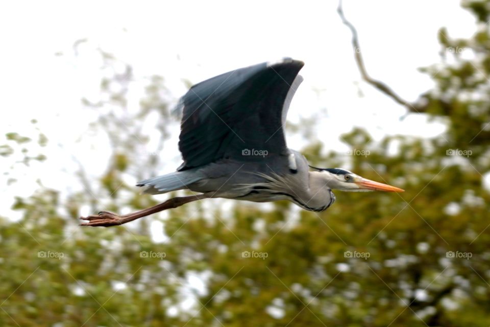 Flying heron