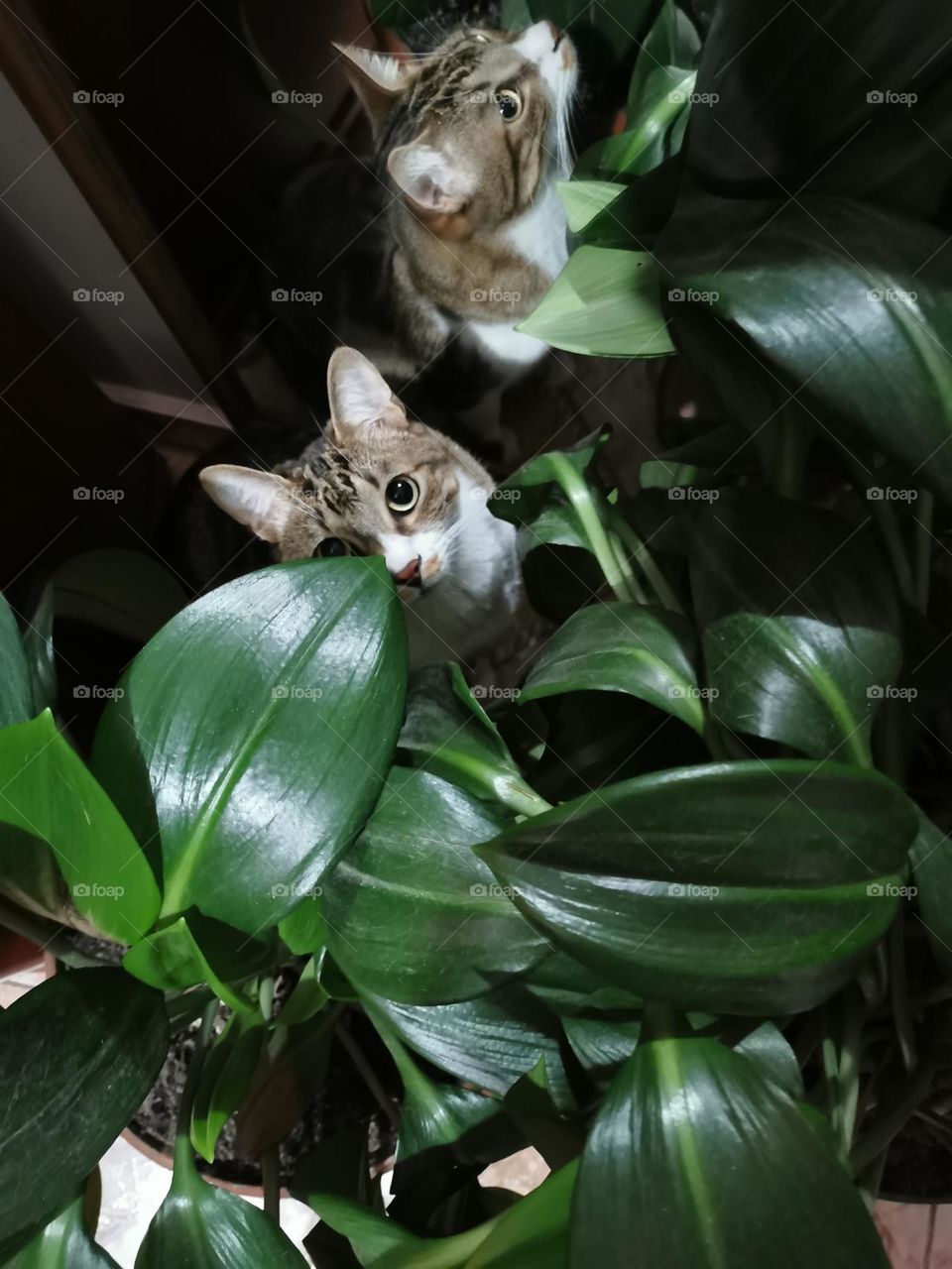 A gossip cat into the plants 