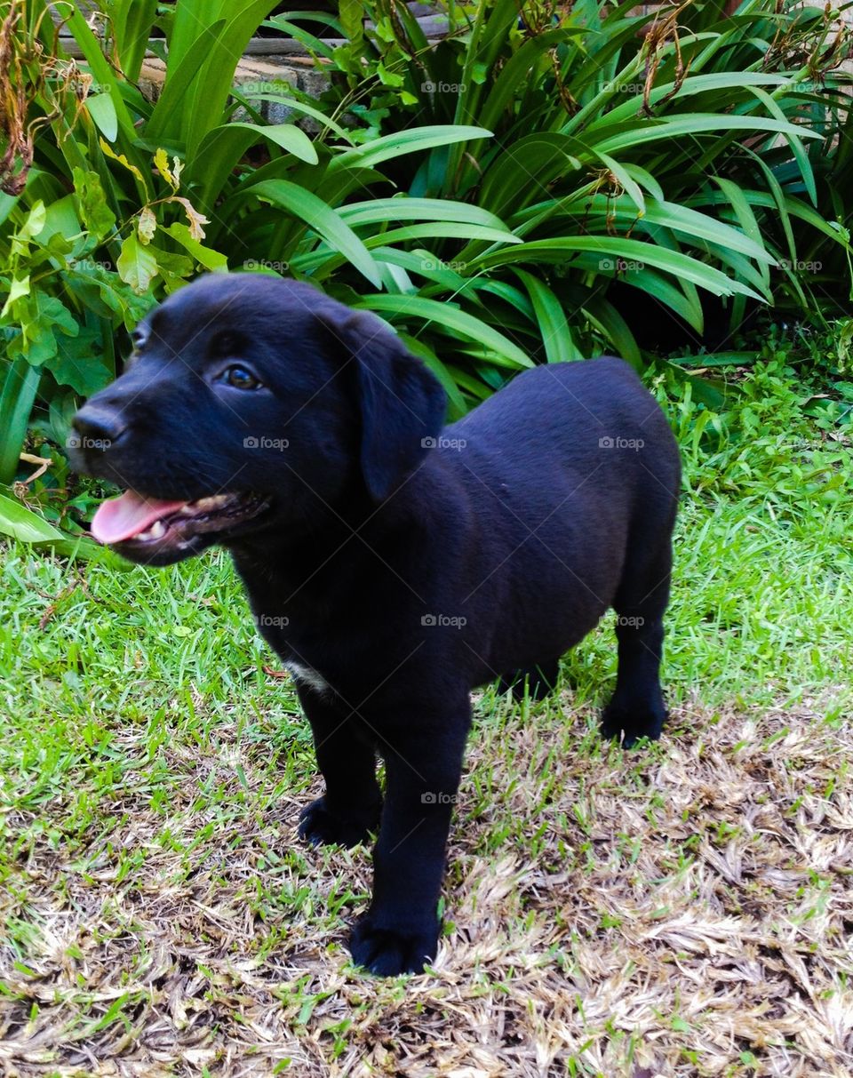 Black lab puppy