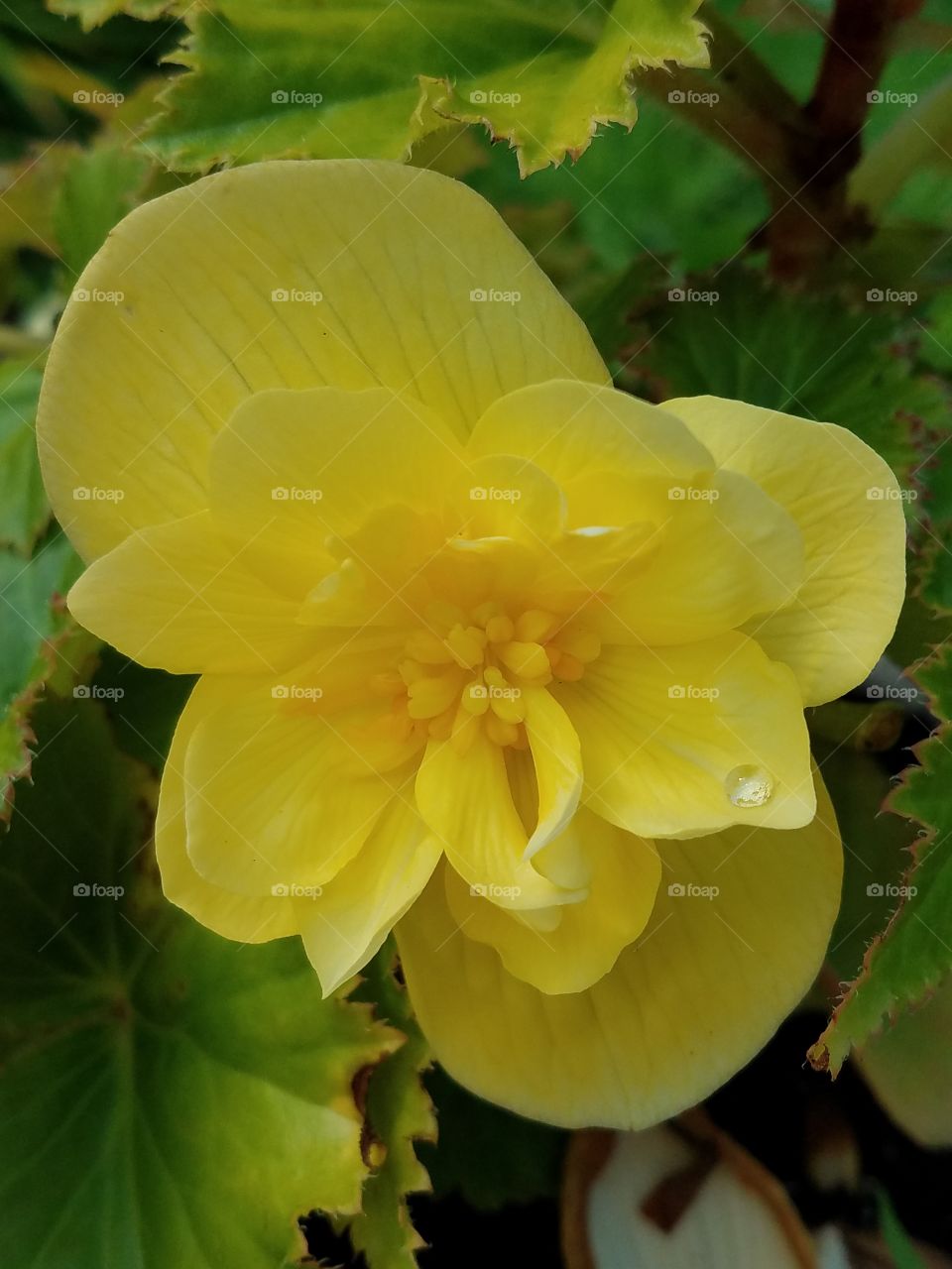 Yellow Flower Not Sure It's Name