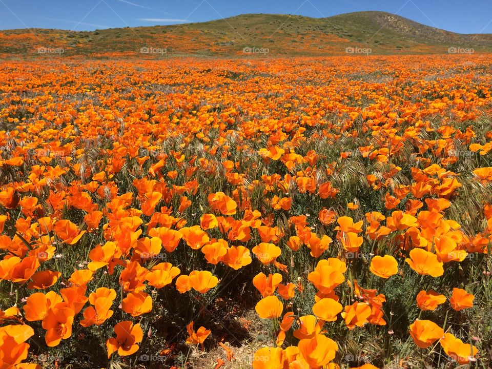 Antelope Valley Poppy Reserve during a super bloom 