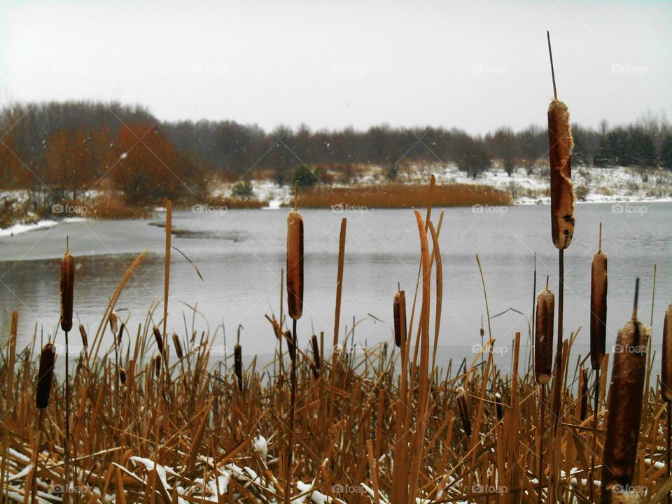 Reed, No Person, Water, Nature, Lake