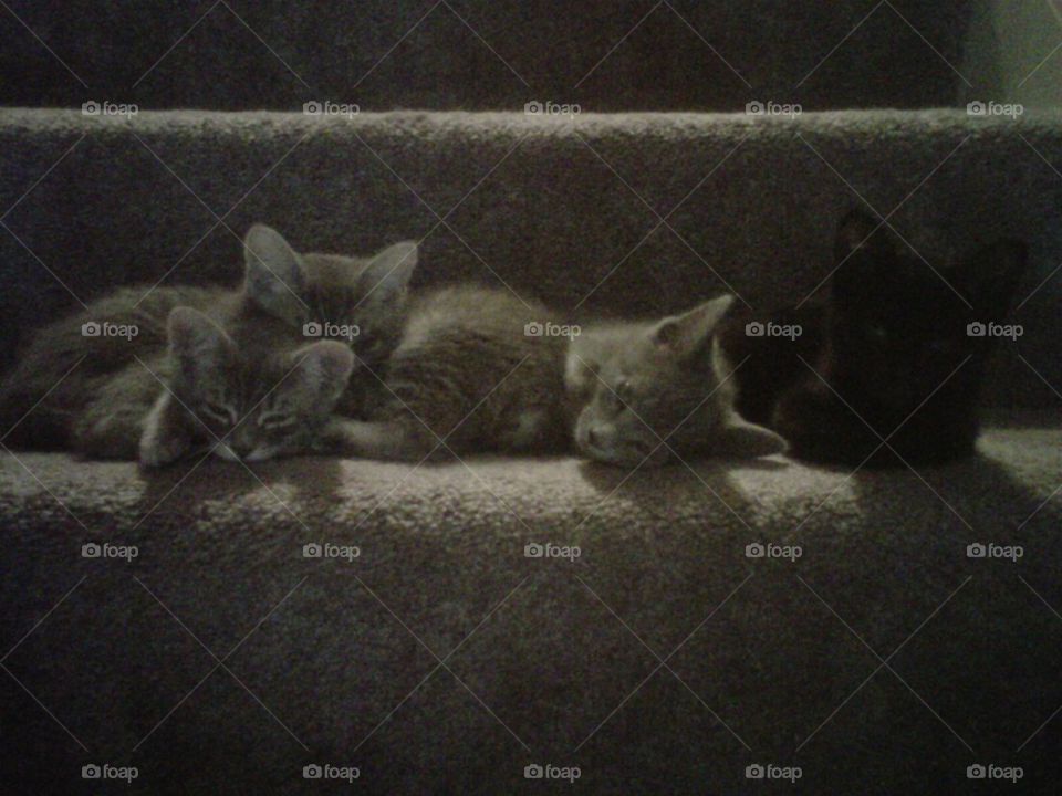 Sleepy kittens 