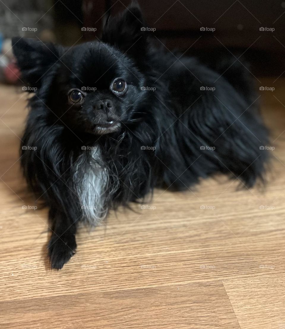 A black and white Pomeranian and Japanese chin mix laying on the floor. 