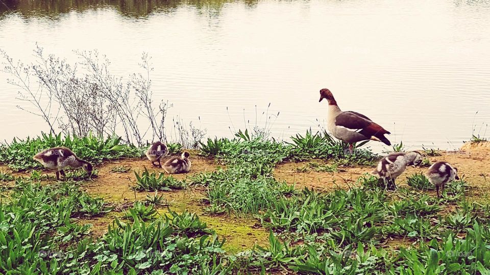 Egyptian Geese