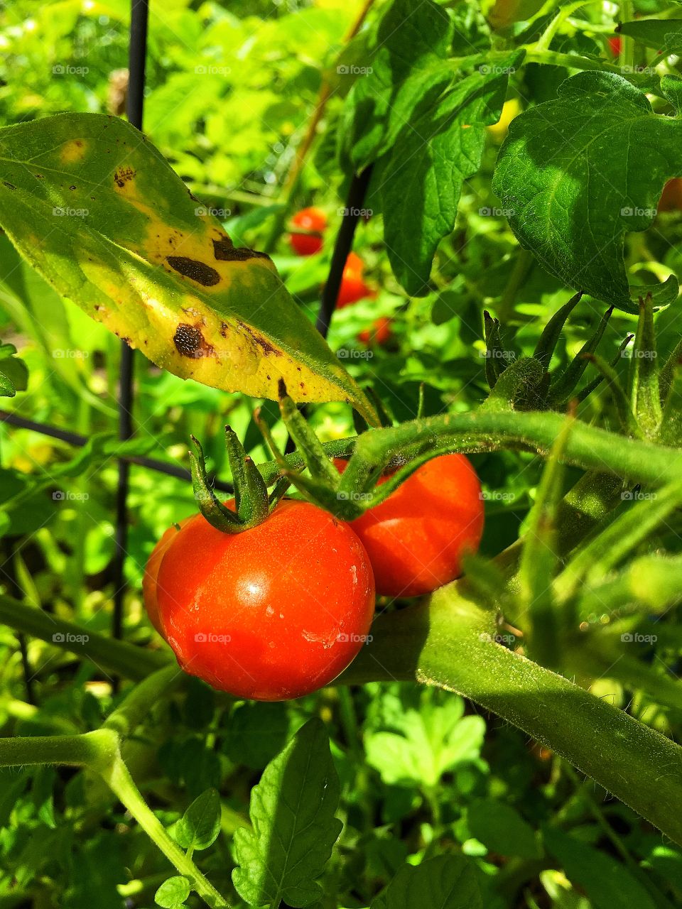 Captured with iPhone 6s Plus 