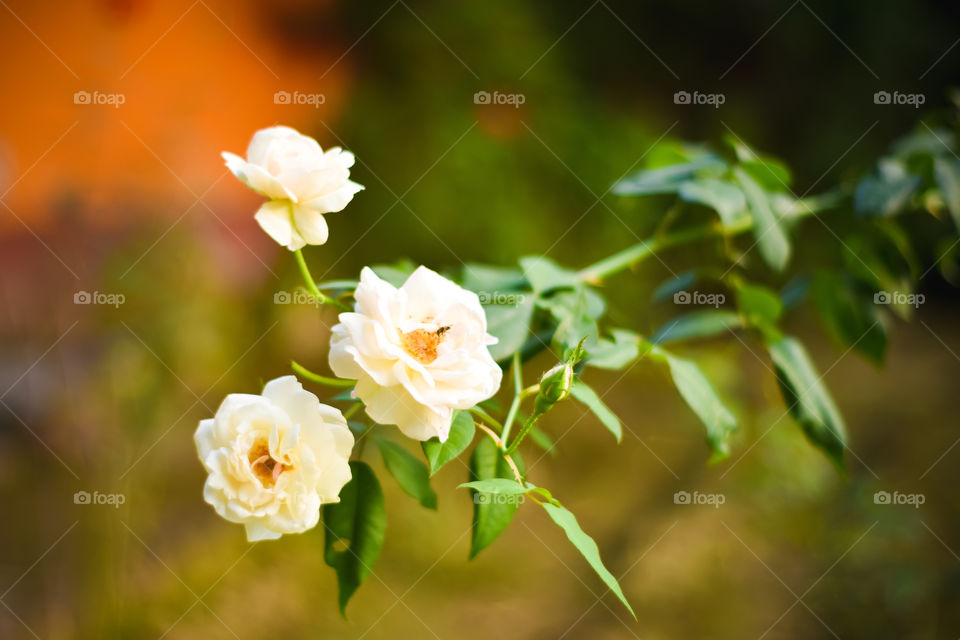 Close up beautiful three white rose on green branch. White Roses and buds. Valentines background. Pink rose with fresh leaves branches. Spring summer wedding romantic elegant date marriage symbol.
