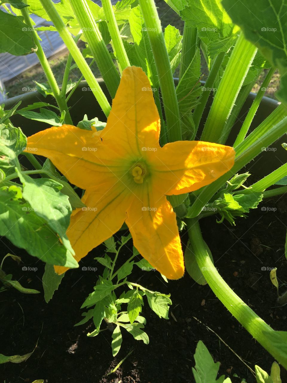 In the garden - courgette flower 