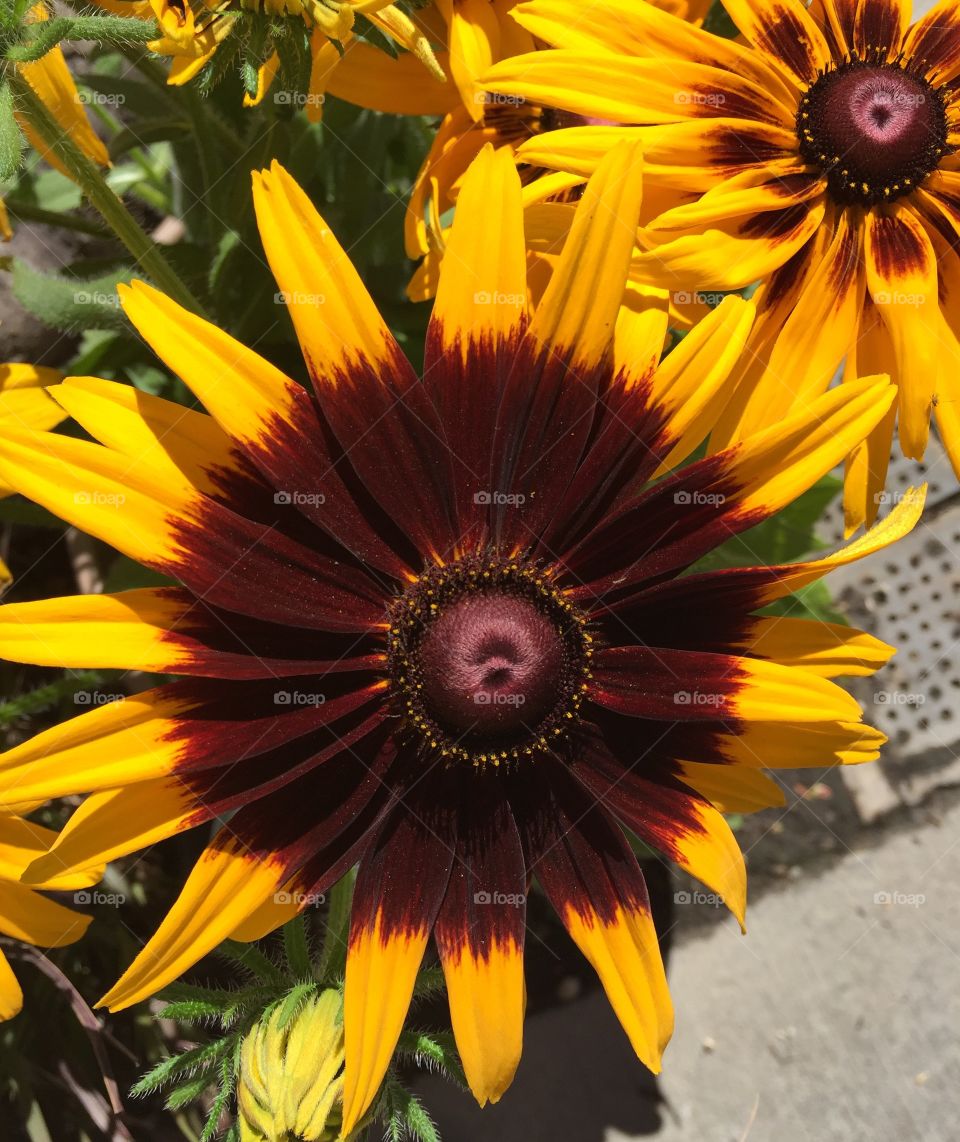 Sunflowers 
