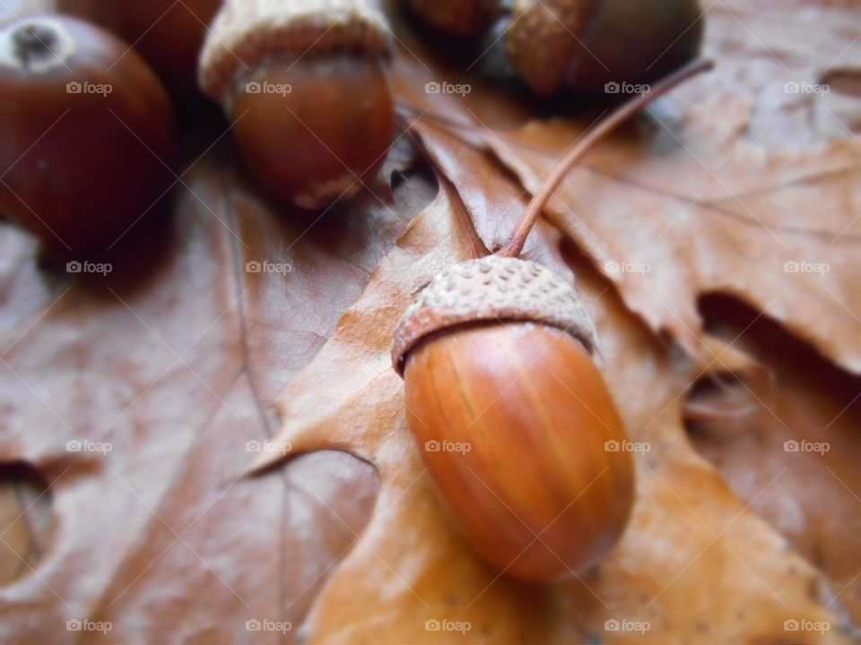 acorns