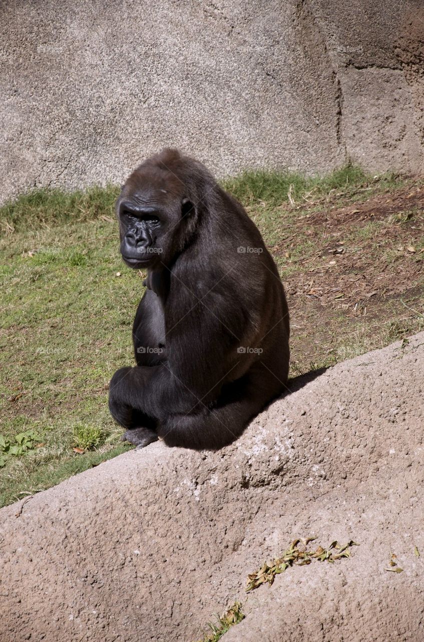 Handsome Gorilla