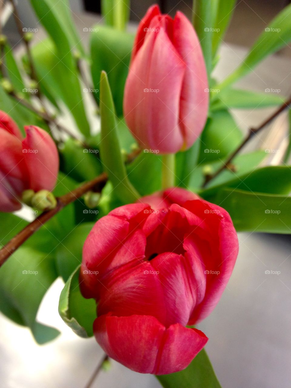 Red tulip 