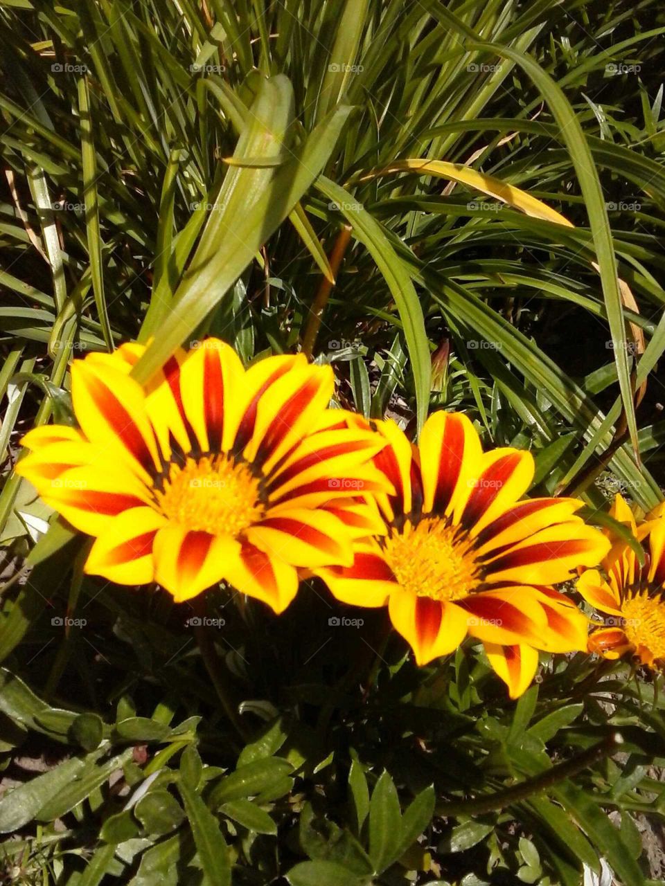 yellow flowers of summer