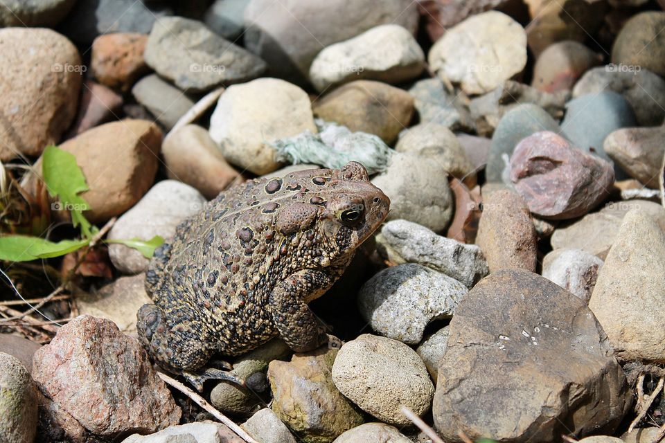 Hello Toad