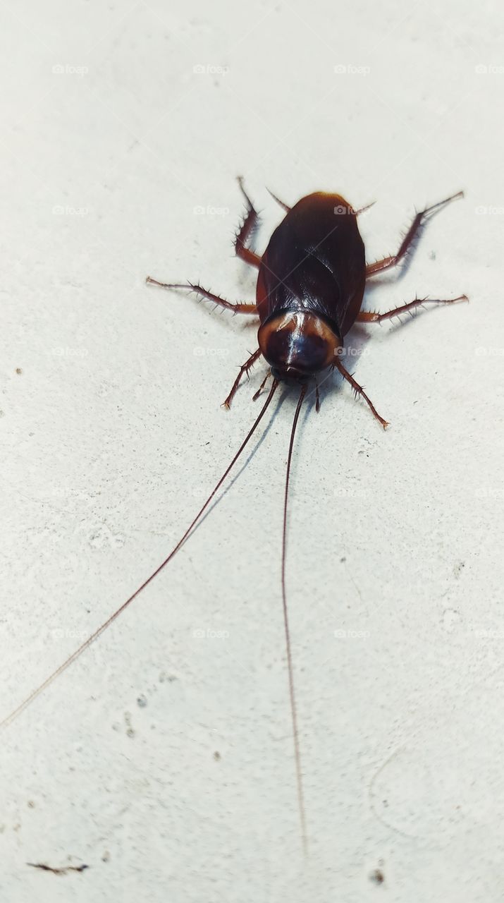 cockroach image