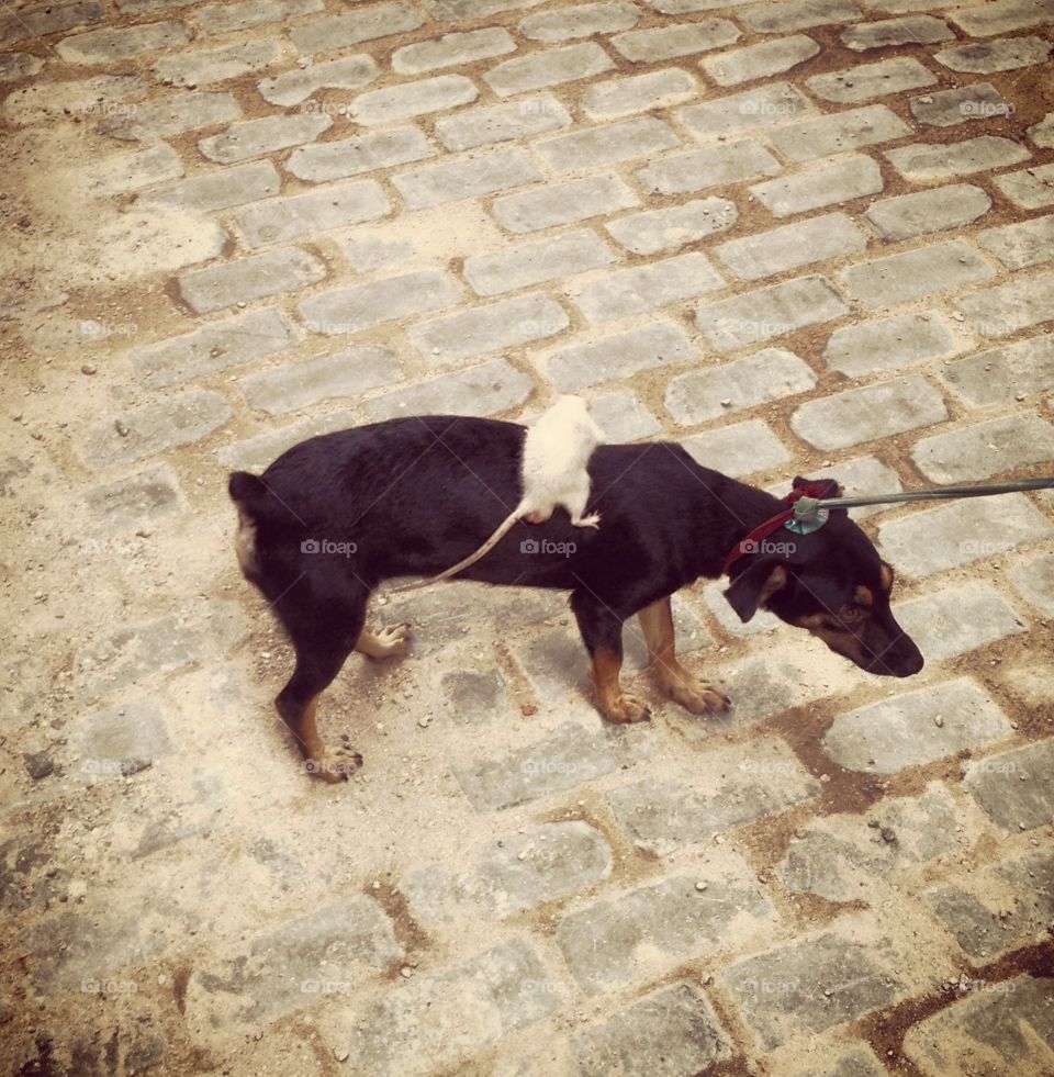 A dog and mouse figure it out in Havana 