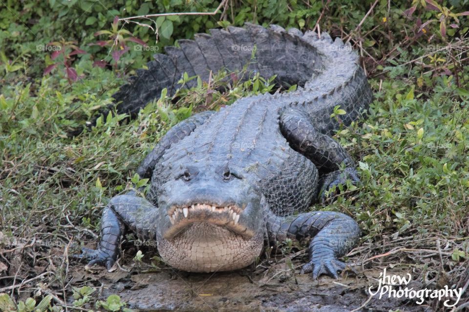 Florida Alligator