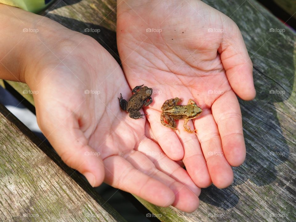 Frogs. Two childrens hands holding two little frogs