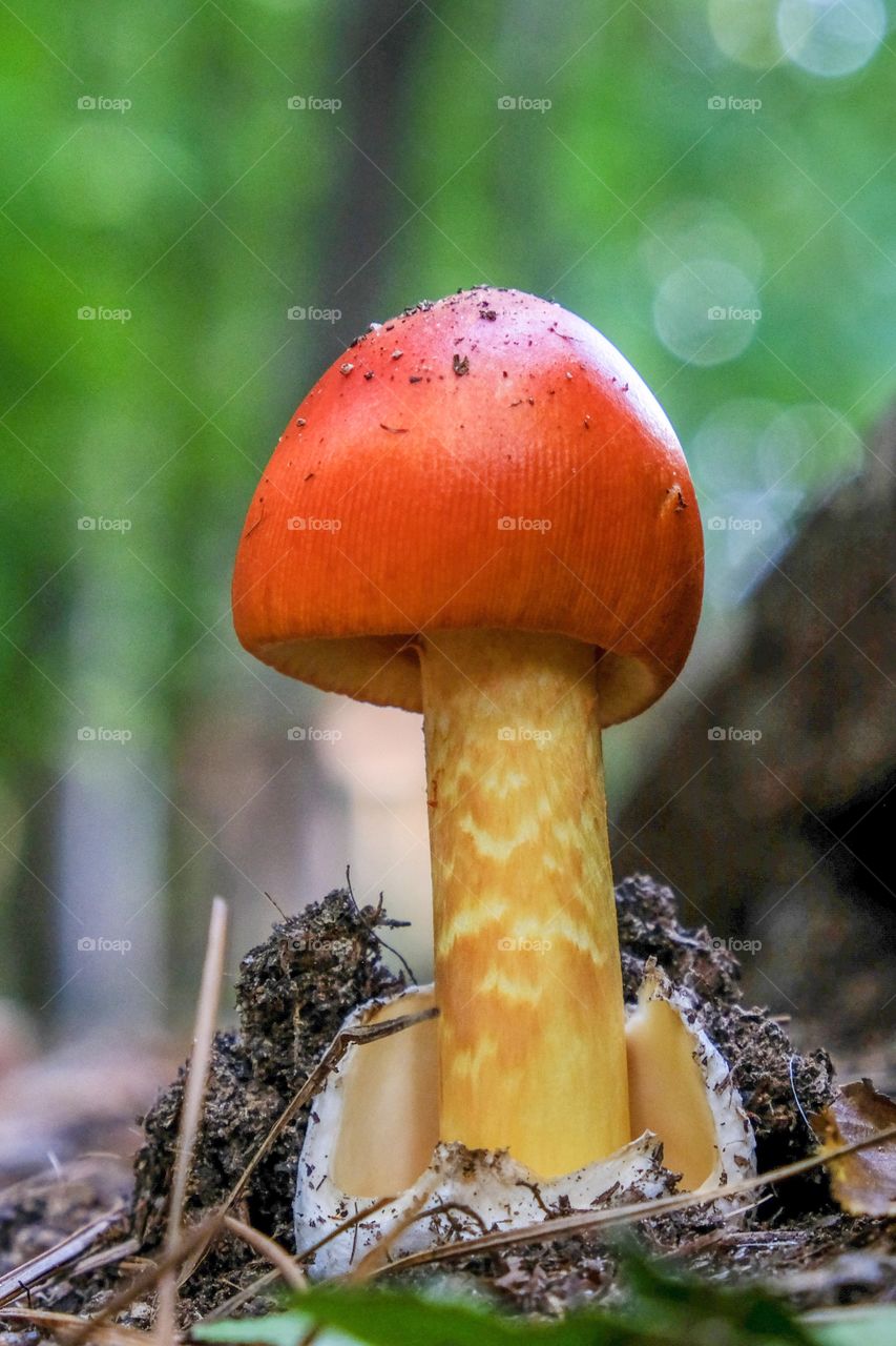 Jackson’s Slender Caesar or American Caesar’s mushroom (Amanita jacksonii) at Yates Mill County Park in Raleigh North Carolina. 