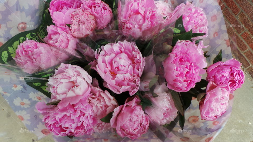 peonies