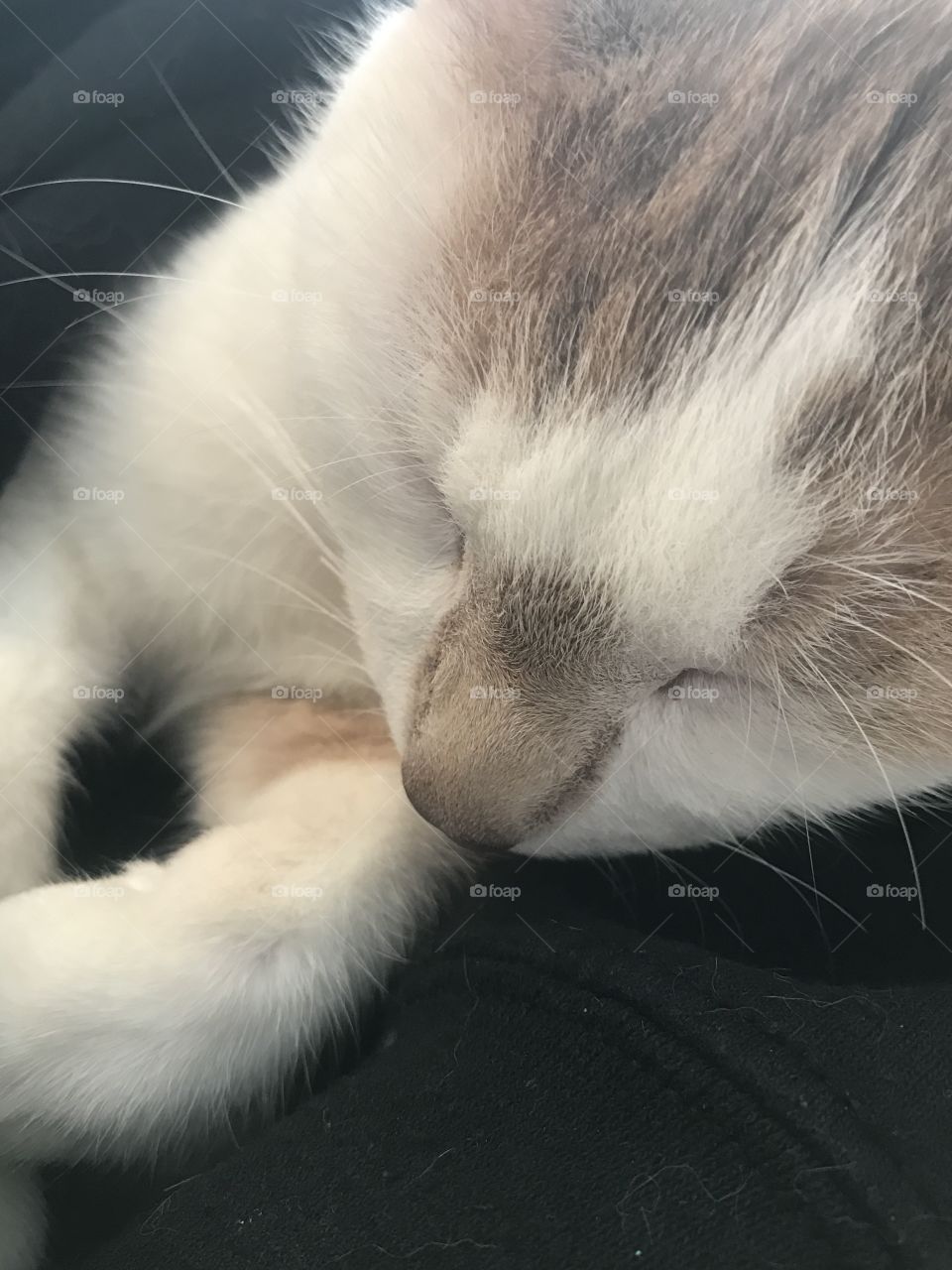 Sleeping cat