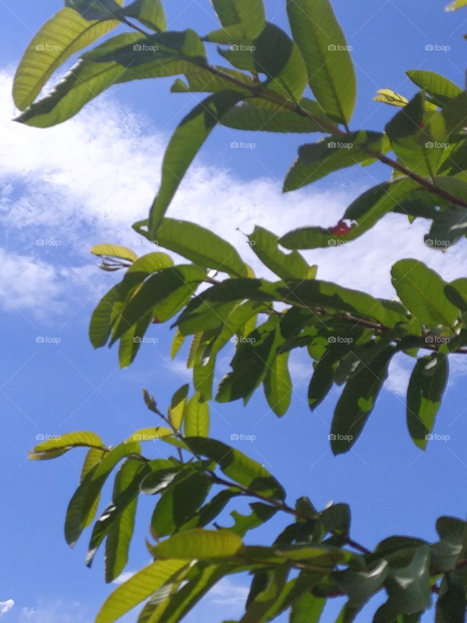 View of mid June sky through the twigs