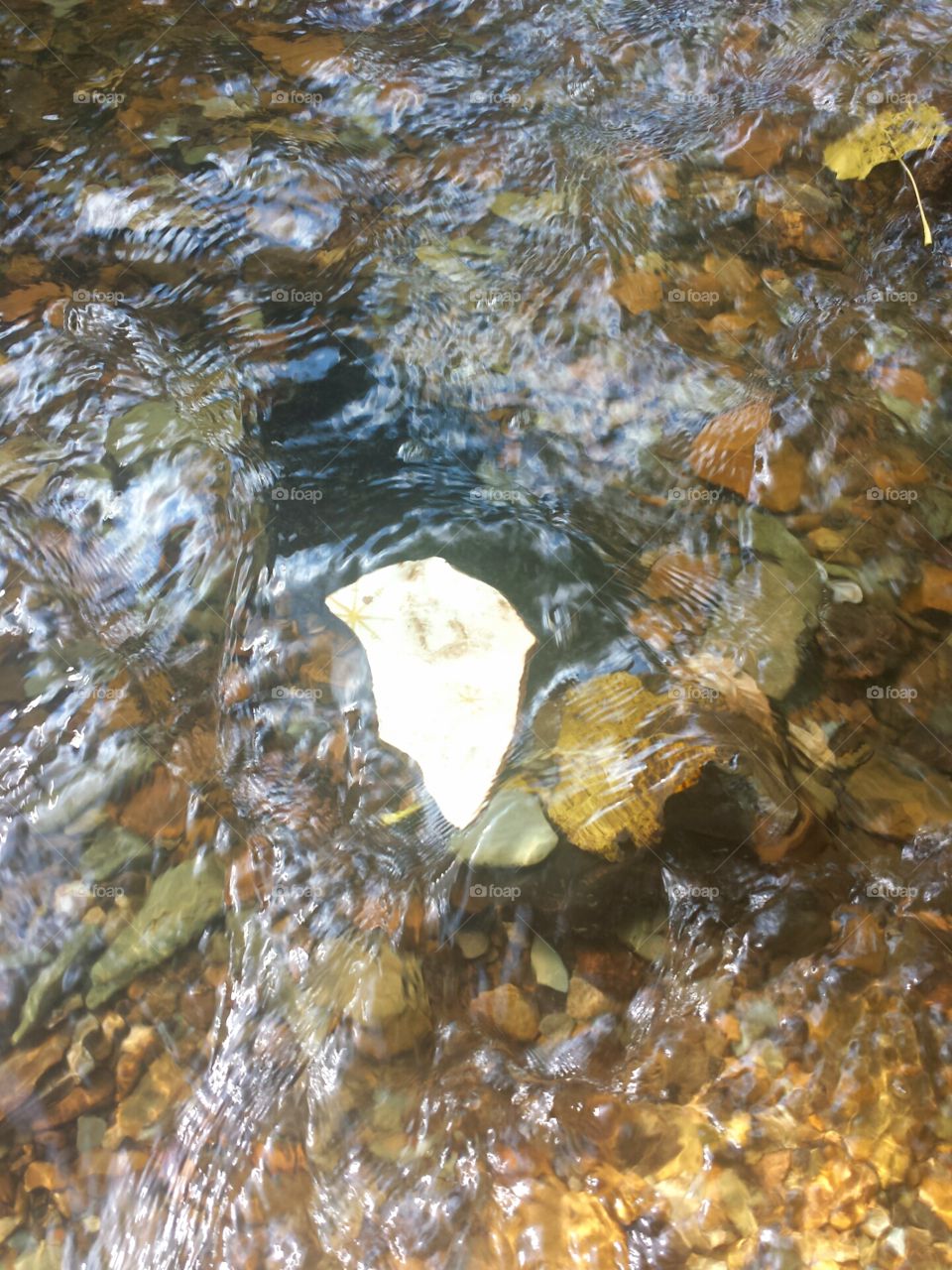 creek dish
