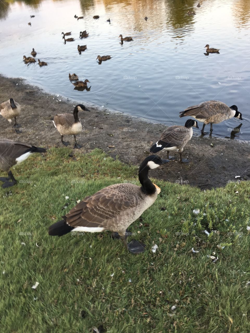 Canadian geese 