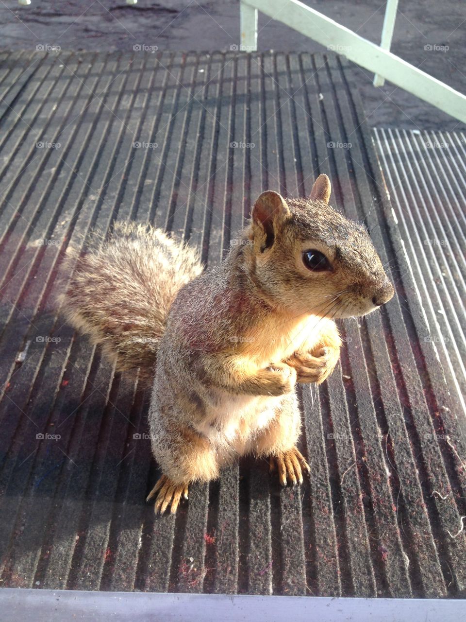 squirrel