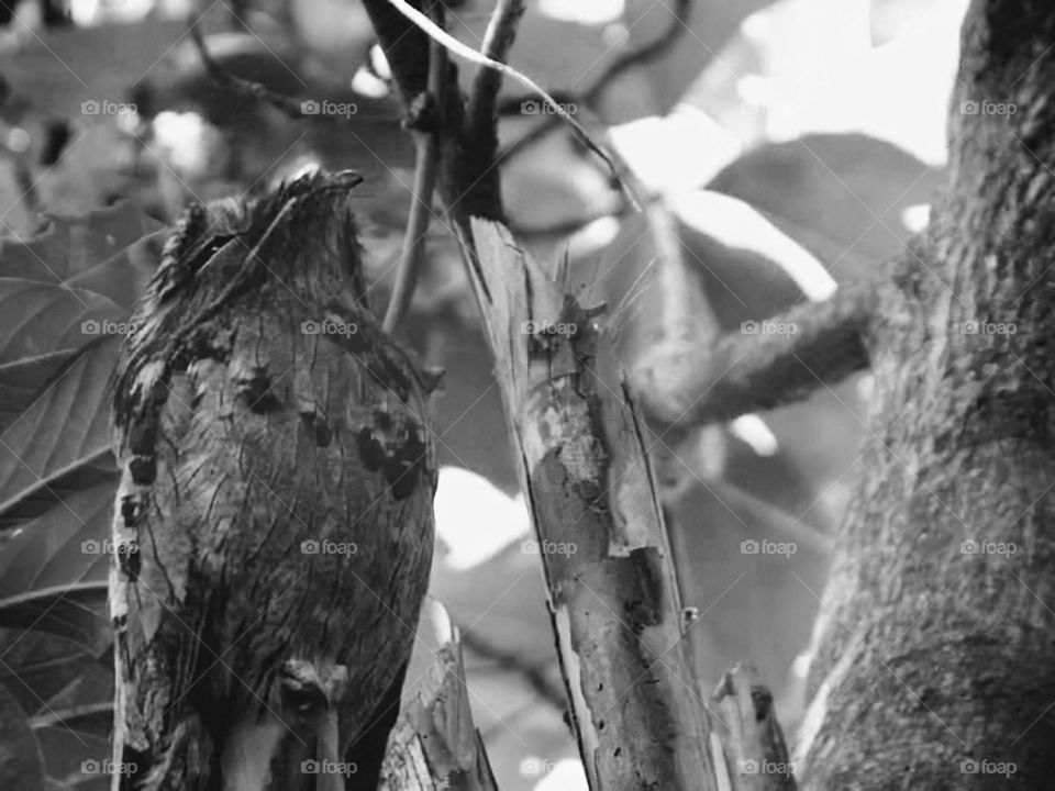 bird stake /ave estaca