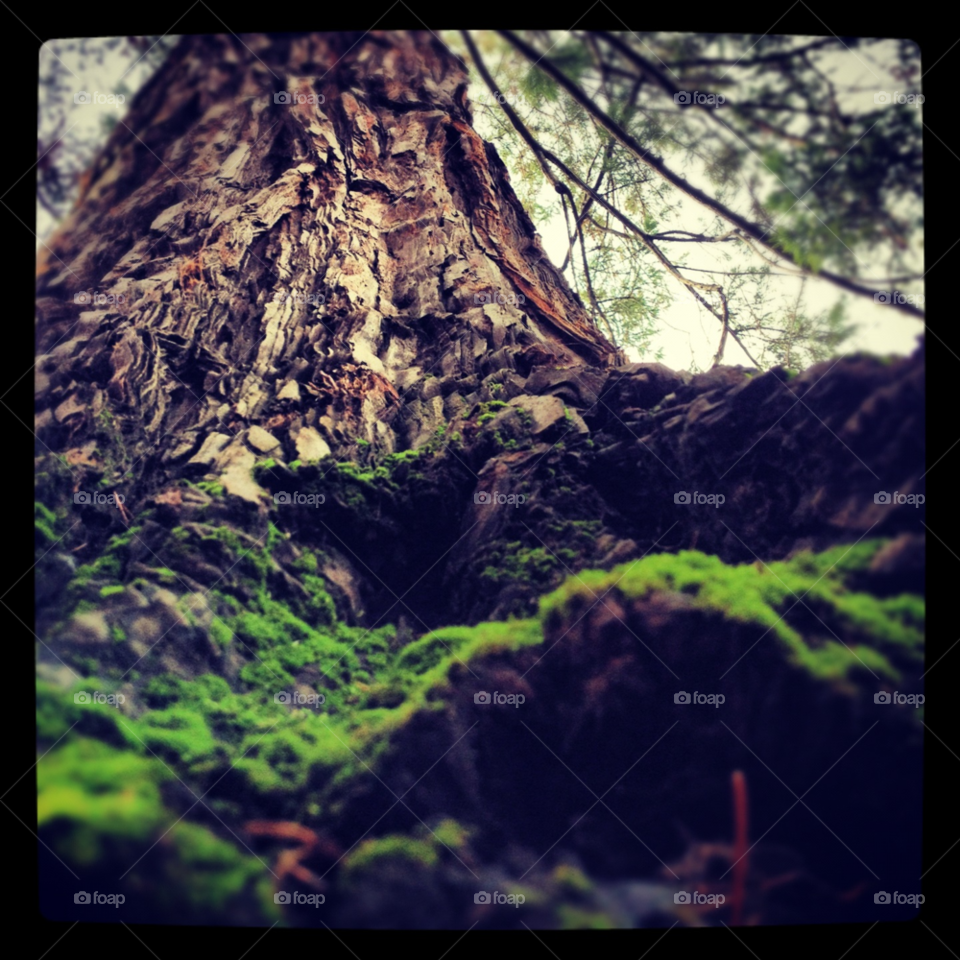 trees california moss by darkmatter